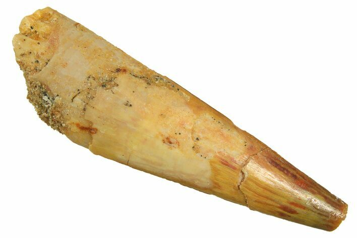 Fossil Pterosaur (Siroccopteryx) Tooth - Morocco #297958